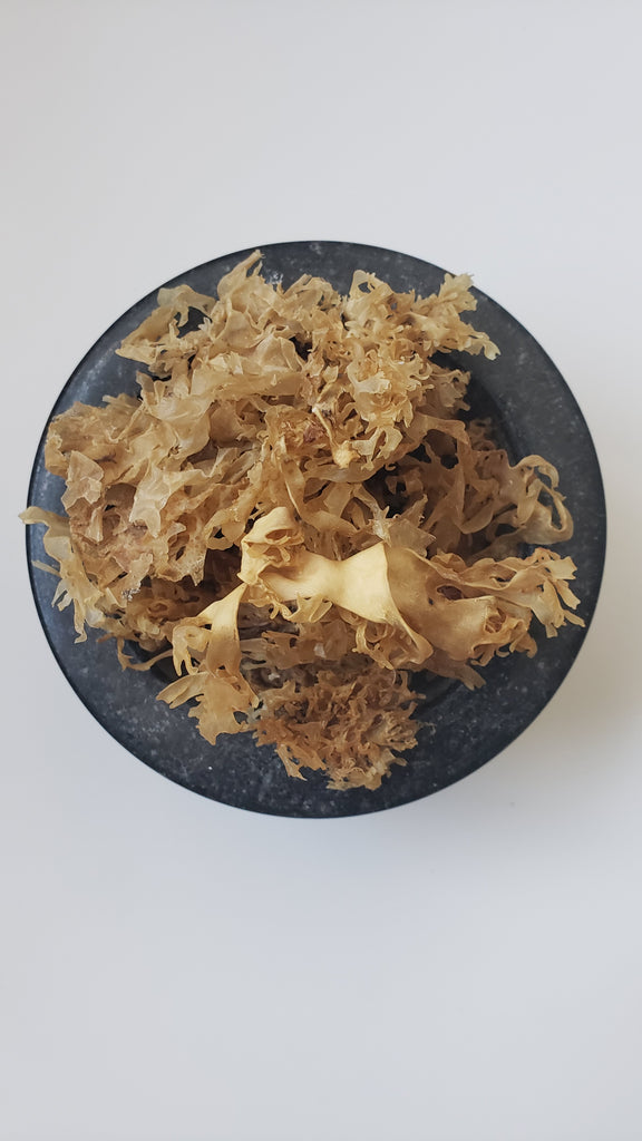 Gold Wildcraft Chondrus Crispus Sea Moss